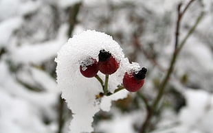 fruit covered with snow photo